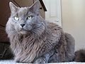 Nebelung-Kater