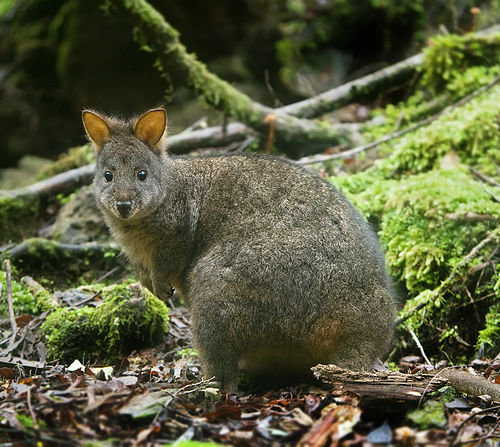 Pademelon de Tasmania