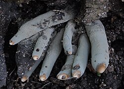 Kobarsüsik Xylaria polymorpha