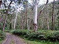 Thumbnail for Southeast Australia temperate forests