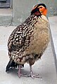 Mandarintragopán (Tragopan caboti)