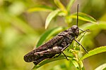 Psophus stridulus