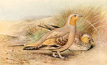 Spotted Sandgrouse