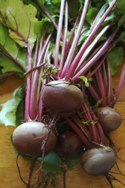 Beetroots on the stem