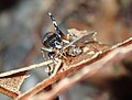 アカオビハエトリ♀ 羽アリを捕食