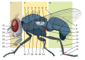 Miniatura per a la versió del 14:59, 6 des 2007