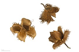 Fagus sylvatica – MHNT