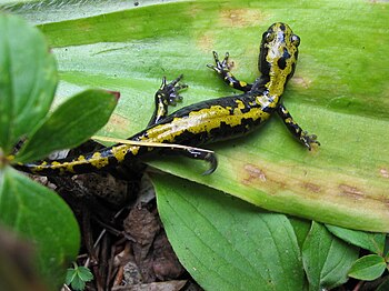 Ambystoma macrodactylum