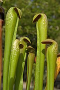 Sarracenia minor ✓