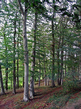 Fagus sylvatica