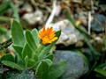 Rolny knochac (Calendula arvensis).