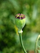 Papaver April 2010-9