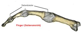 Darstellung der Seitenbänder