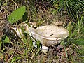   Fleecy Milk-cap (Lactarius vellereus)