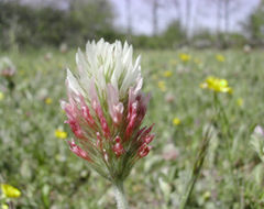 Trifolia floro