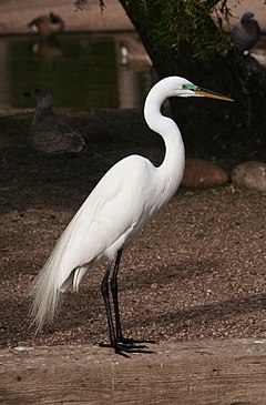 Photo d'une Grande Aigrette (plumage blanc, pattes noires).