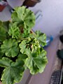 Pelargonium zonale - 산형화서