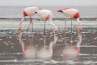 N poor Flamingos (Phoenicoparrus jamesi)