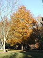 Willow Oak in autumn foliage.