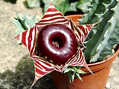 Huernia zebrina ✓