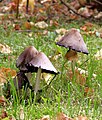 Common Ink Cap (Coprinopsis atramentaria)