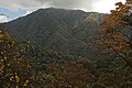 View of Eaglenest forest canopy