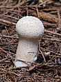 Gem-studded puffball (Lycoperdon perlatum)