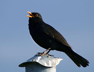 Kramper ♂ (Turdus merula) En kramper sjongt.?/i LC - least concern (ei trüüwet)