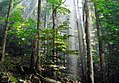 Image 36Old-growth European beech forest in Biogradska Gora National Park, Montenegro (from Old-growth forest)