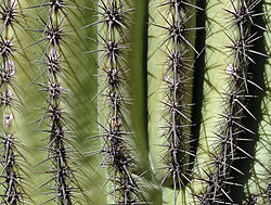 Needles, Paradise Valley, Arizona