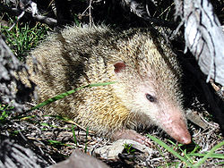 Parastais tenreks (Tenrec ecaudatus)