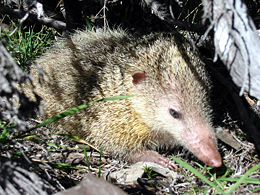 Farkatlan tanrek (Tenrec ecaudatus)