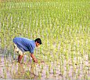 A farmer working in a rice paddy