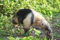 Tamandua