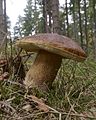 Penny Bun (Boletus edulis)