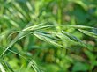 Bromus latiglumis