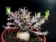 Euphorbia groenewaldii ✓