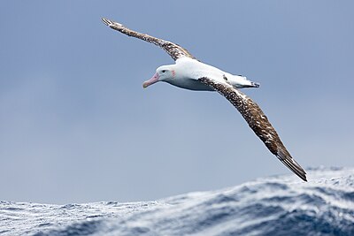 Gibson's albatross