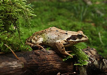 Une grenouille rousse (Rana temporaria), ranidé européen commun. (définition réelle 3 000 × 2 110)