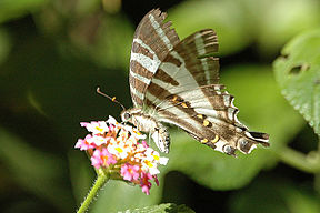 Four-barred Swordtail (Protographium leosthenes)