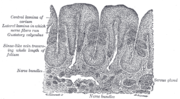 Thumbnail for Mucous gland