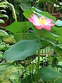 Nelumbo nucifera