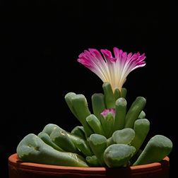 Floraison d'un Frithia pulchra de la famille des Aizoaceae. (définition réelle 2 000 × 2 000*)