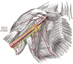 The axillary artery and its branches. The SA is seen alongside the pec minor.