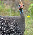 ไก่ต๊อก (Numida meleagris) ซึ่งขนมีการเปลี่ยนรูปแบบจากแถบสีเป็นจุดทั้งบนเส้นขนและทั่วตัว