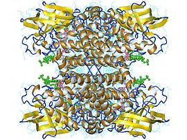 Medium-chain acyl-CoA dehydrogenase tetramer, Human