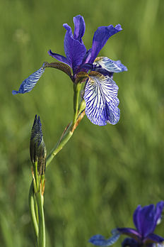 Iris de Sibérie (Iris sibirica). (définition réelle 3 264 × 4 896)