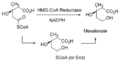 HMG CoA reductase reaction