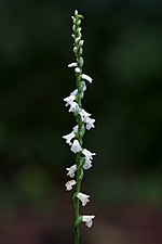 Thumbnail for Spiranthes tuberosa