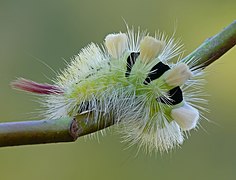 কল্লিটার পুডিবুন্ড